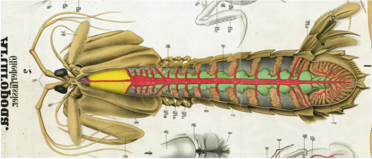 CIRCULATORY SYSTEM - Mantis shrimp