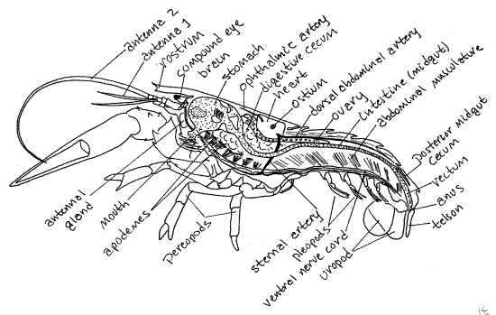 DIGESTIVE SYSTEM - Mantis shrimp